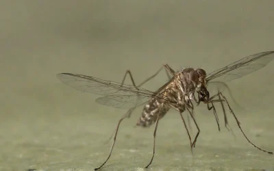 Mosquitos: medidas eficazes de dedetização para evitar doenças no Rio de Janeiro
