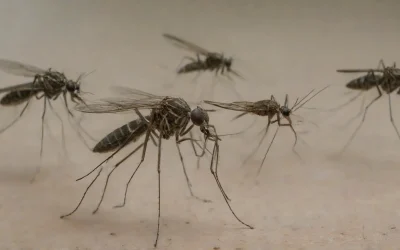 Dedetização de áreas verdes e terrenos baldios: prevenção de focos de dengue em espaços públicos