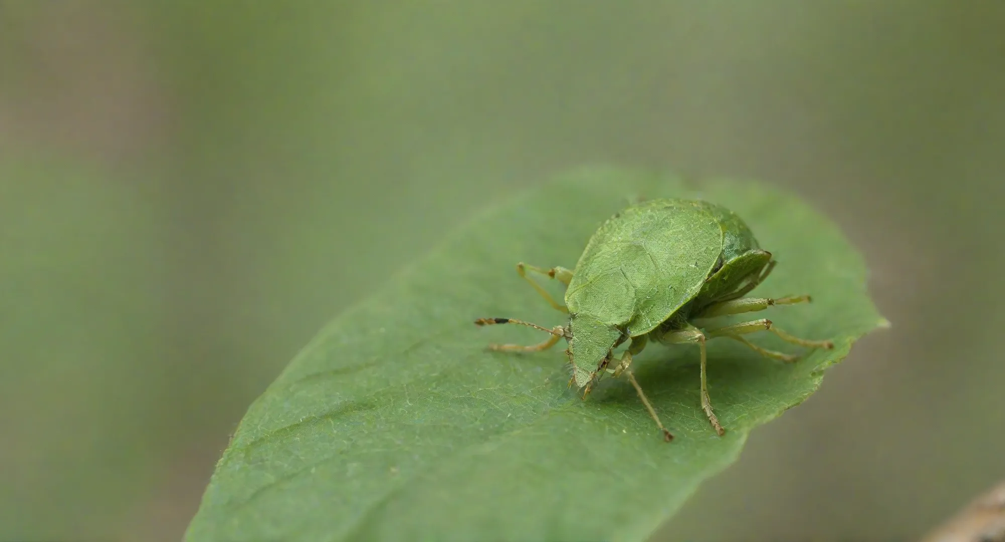 Serviço de Dedetização de percevejos no RJ