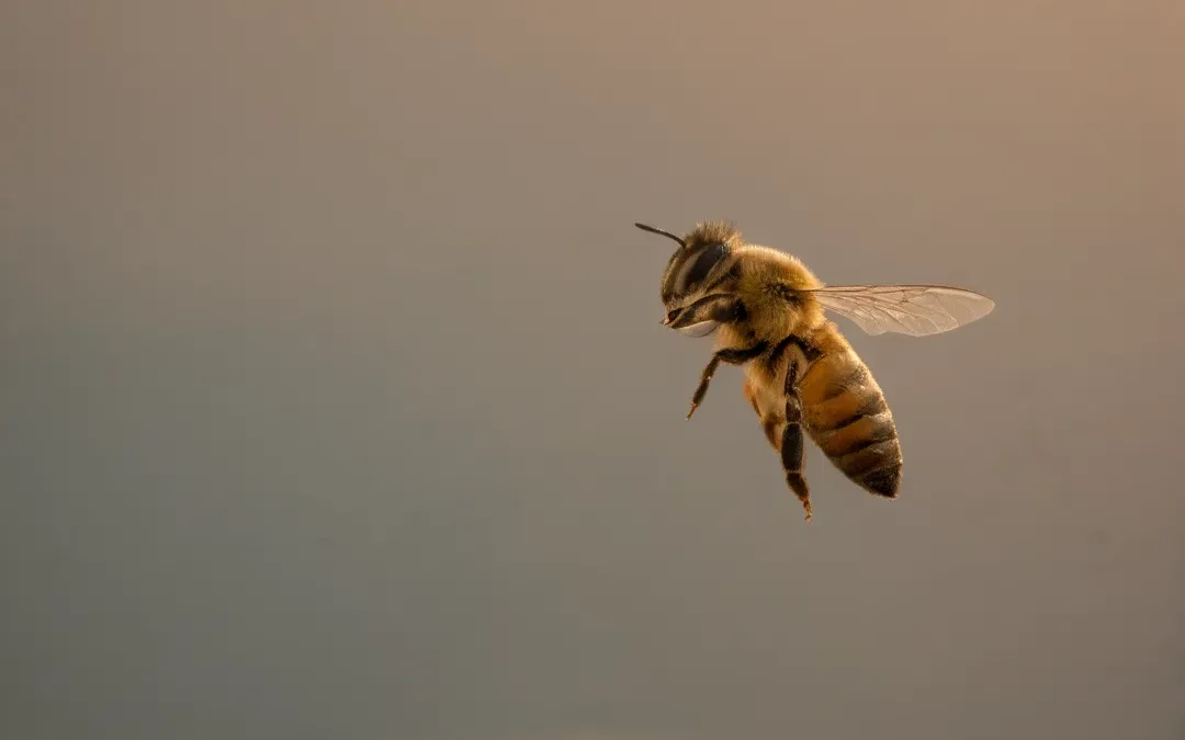 Afastamento de abelhas em Santa Cruz: solicite o quanto antes e evite transtornos