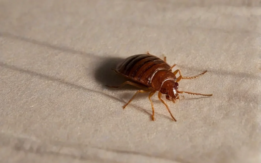 Percevejo de leito ou cama em São Gonçalo: realize o serviço e durma em paz