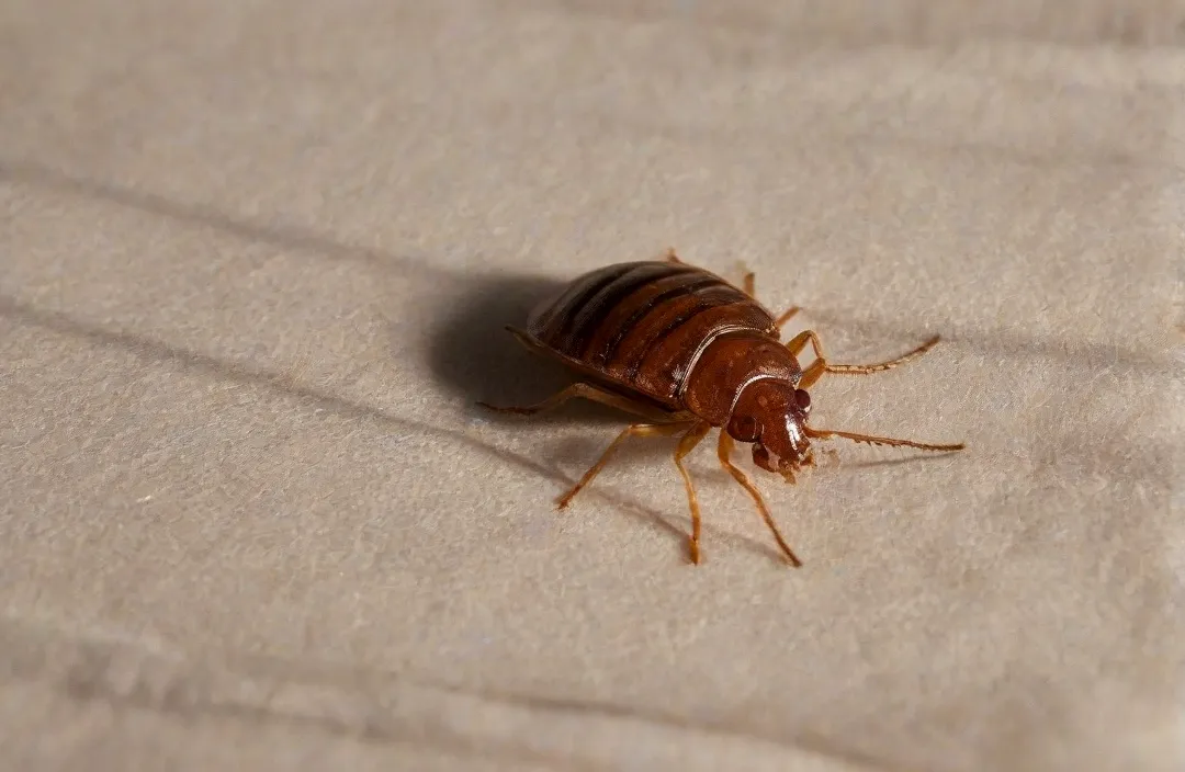 Percevejo de leito ou cama em São Gonçalo: realize o serviço e durma em paz
