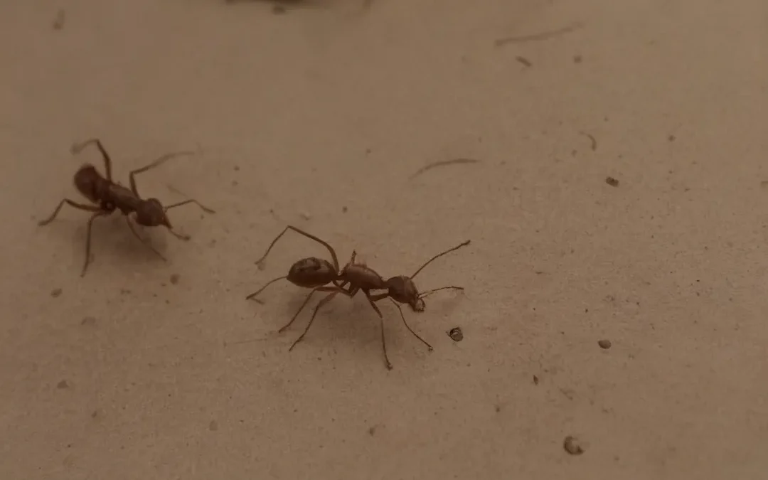 Dedetização de formigas em Niterói: faça o serviço ou tenha a sua casa tomada pelas formigas