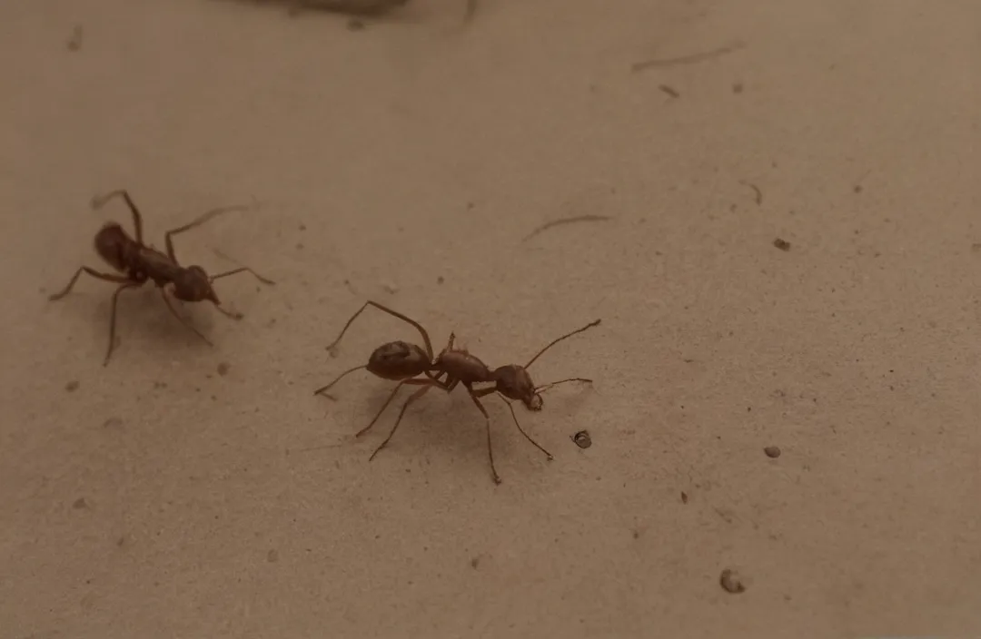 Dedetização de formigas em Niterói: faça o serviço ou tenha a sua casa tomada pelas formigas