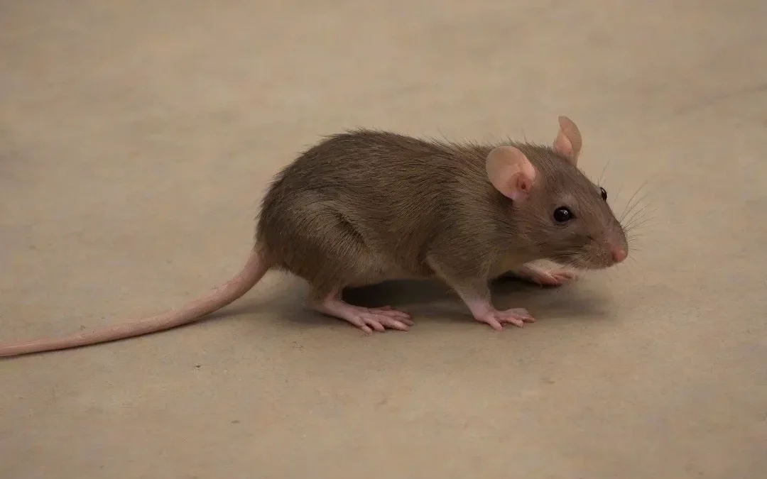 Ratos x saúde: veja quais doenças são evitadas com o serviço de uma Dedetizadora em Niterói
