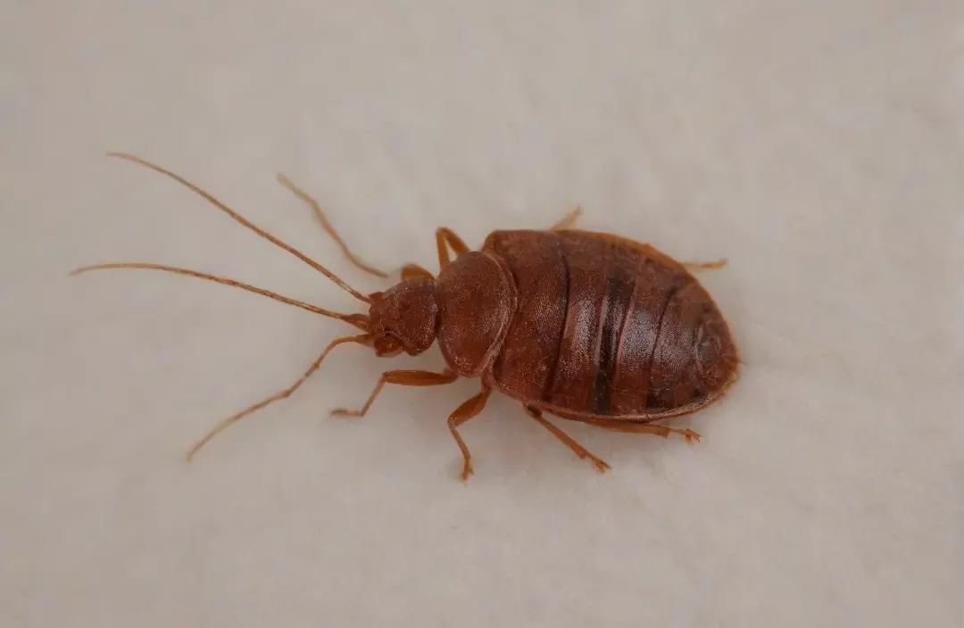 Percevejos de cama: sinais de infestação em residências e hotéis no Rio de Janeiro Percevejos de cama: sinais de infestação em residências e hotéis no Rio de Janeiro