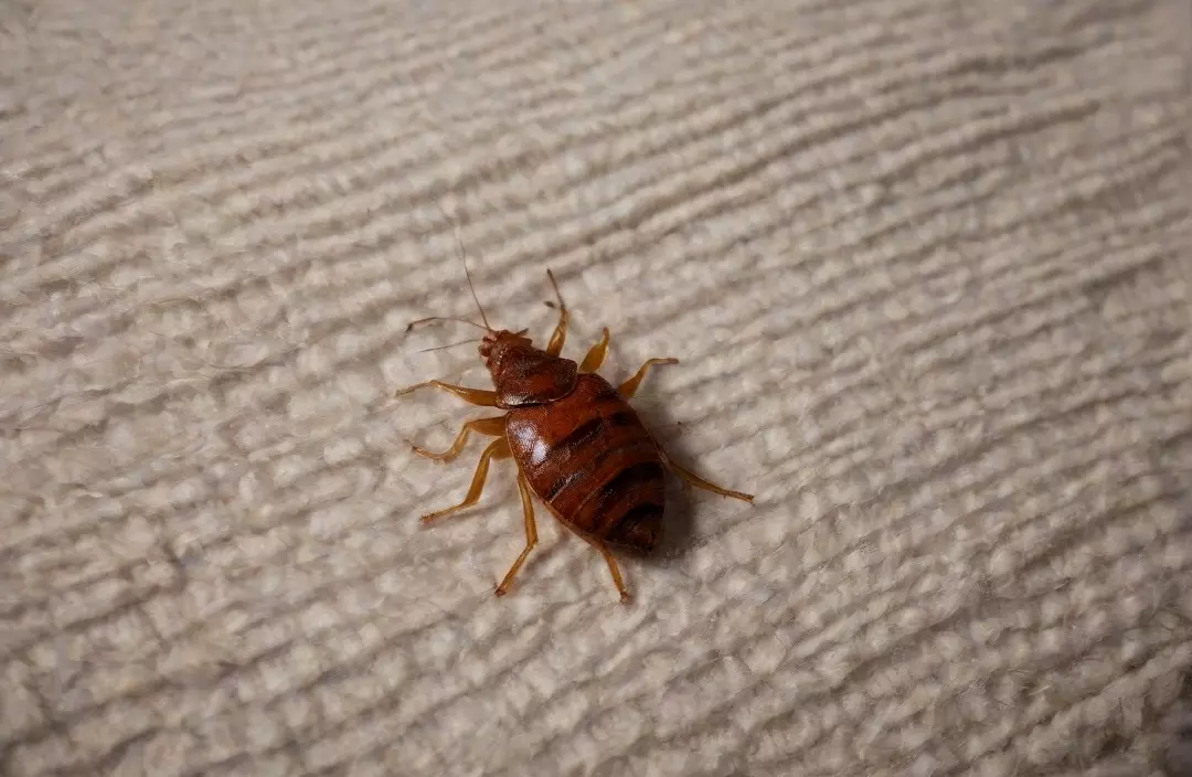 Percevejos de cama no Rio de Janeiro: o que está causando o aumento das infestações?