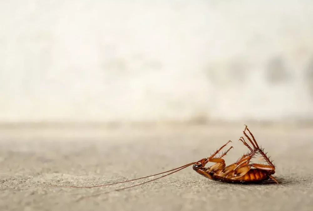 Como identificar sinais de infestação de baratas em apartamentos na Zona Sul do Rio de Janeiro