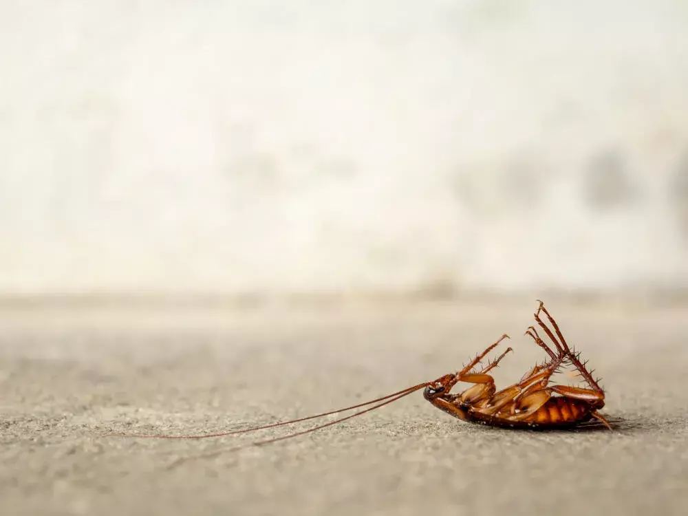 Como identificar sinais de infestação de baratas em apartamentos na Zona Sul do Rio de Janeiro