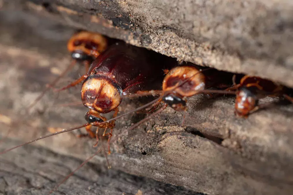 Melhores práticas de dedetização de baratas em casas da Barra da Tijuca