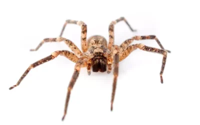 Mitos e verdades sobre controle de aranhas na região metropolitana do Rio