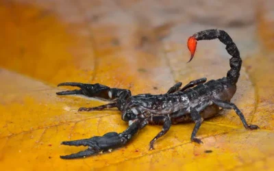 Dedetização de escorpiões em quintais e terrenos baldios da Zona Oeste do RJ