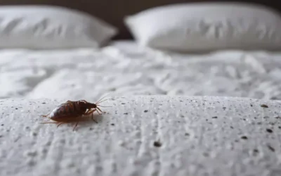 Prevenção de percevejo de cama em imóveis de temporada na região metropolitana