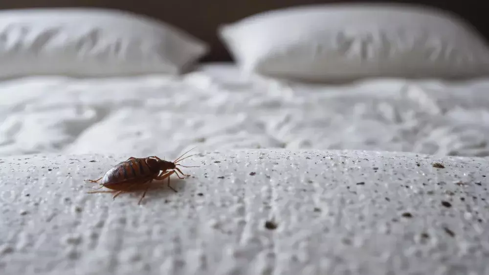 Prevenção de percevejo de cama em imóveis de temporada na região metropolitana