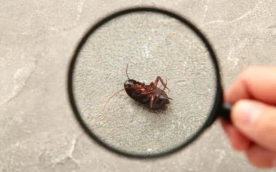 Como prevenir e eliminar baratas em apartamentos da Zona Sul durante as férias de dezembro