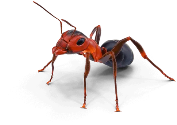 Dedetizadora Rio de Janeiro | Dedetização de Cupins e Baratas