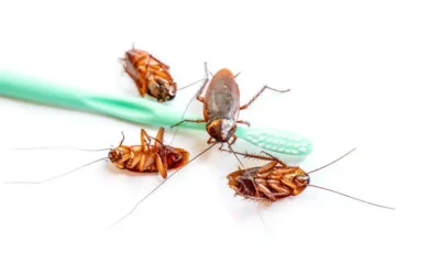 Baratas voadoras: Por que surgem e como controlar esse tipo específico de infestação