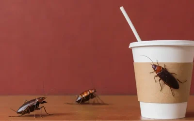 Qual é o melhor veneno para baratas? Diferenças entre gel, isca, pó e dedetização profissional