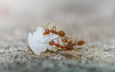 Tipos de formigas urbanas e quais são as mais difíceis de eliminar