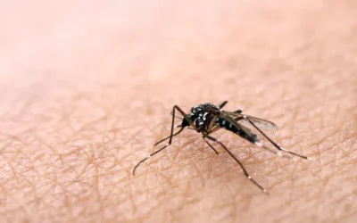 Como eliminar criadouros escondidos que a maioria das pessoas não sabe que existe