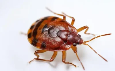 Como saber se tenho percevejo de cama? Sinais reais que indicam infestação no colchão