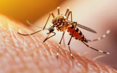 Diferença entre mosquitos comuns e mosquitos transmissores — riscos invisíveis