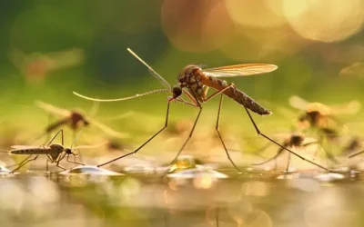 Mosquitos na área externa: por que aumentam com o calor e a umidade?