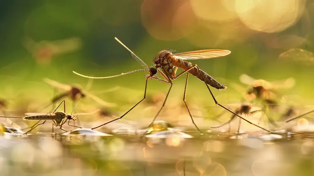 Mosquitos na área externa: por que aumentam com o calor e a umidade?