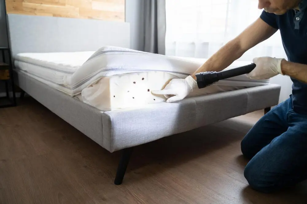 Percevejo de cama em apartamentos no RJ: como identificar e eliminar com segurança