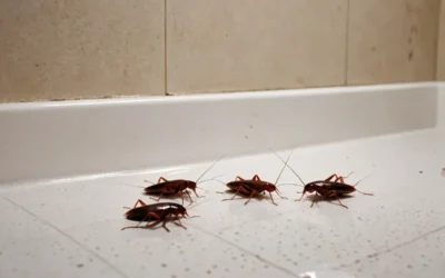 Dedetizadora em Nilópolis: prevenção contra baratas durante os meses mais frios