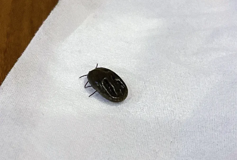Dedetizadora em Magé: combate a pulgas e carrapatos em residências