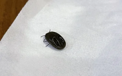 Dedetizadora em Magé: combate a pulgas e carrapatos em residências