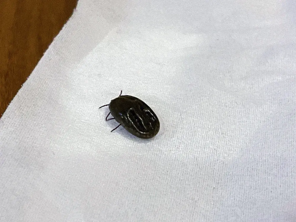 Dedetizadora em Magé: combate a pulgas e carrapatos em residências Dedetizadora em Magé: combate a pulgas e carrapatos em residências