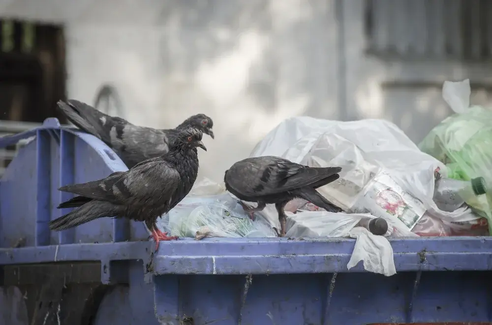 Afastamento de pombos: como evitar a presença dessas aves no seu imóvel